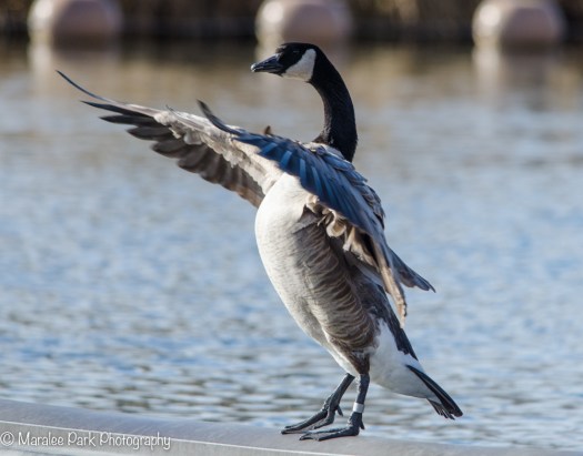 Canada Goose