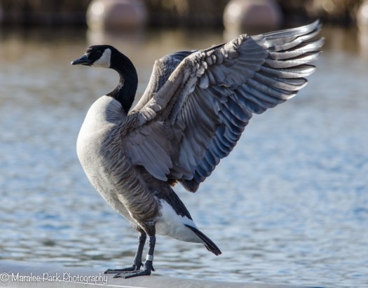 Canada Goose