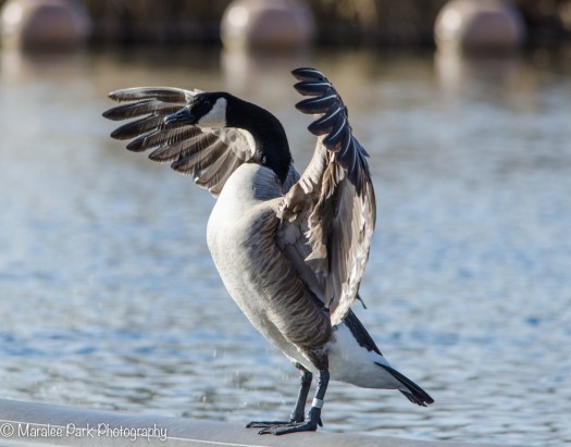 Canada Goose