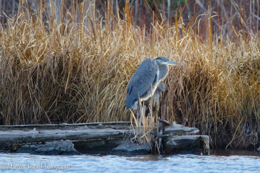 Great Blue Heron