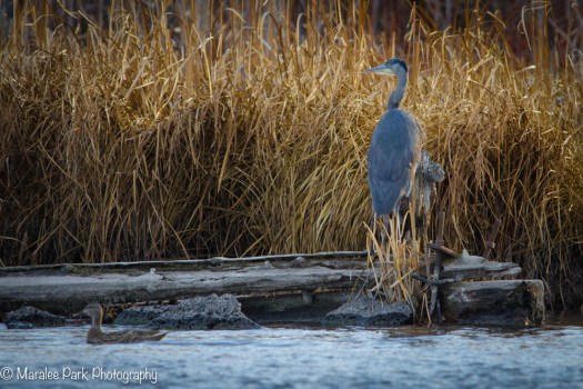 Great Blue Heron