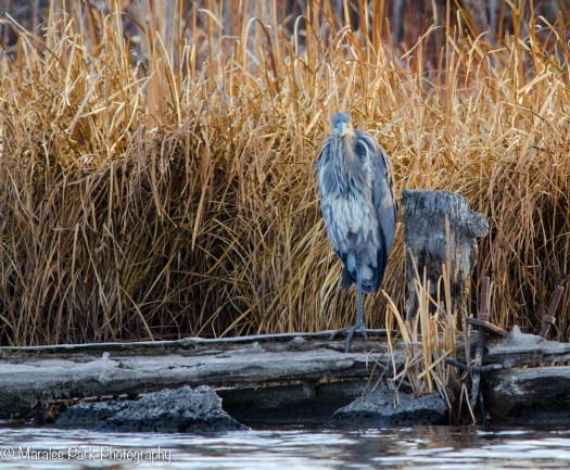 Great Blue Heron
