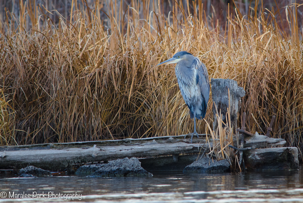 Great Blue Heron