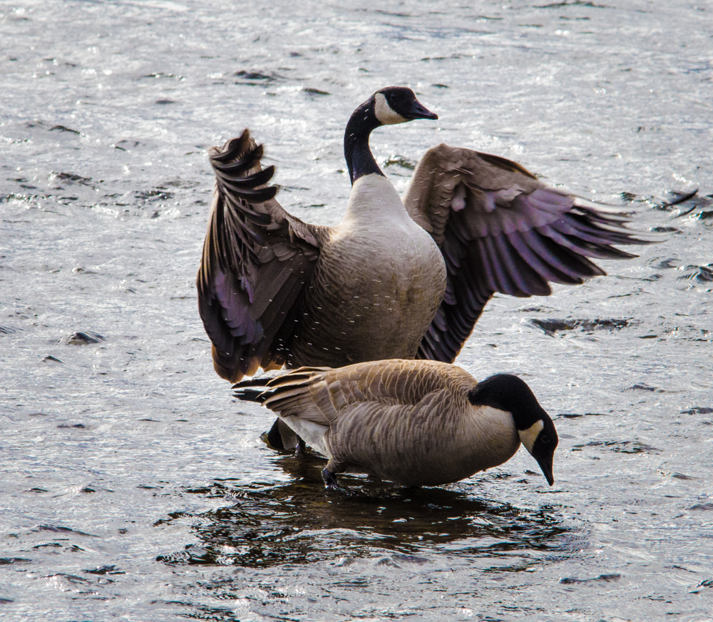 Canada Geese arguing