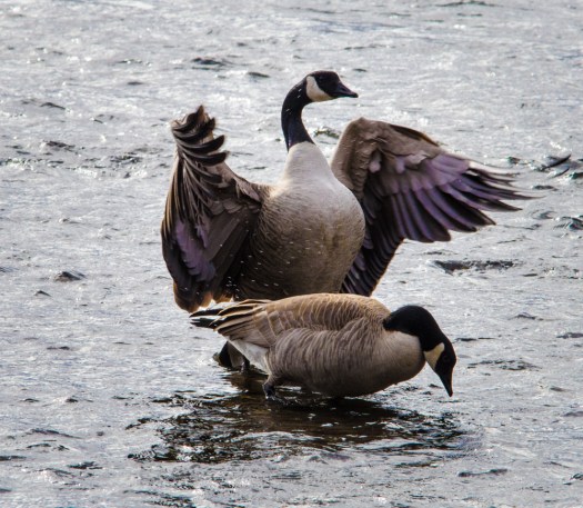 Canada Geese arguing
