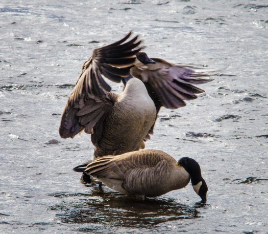 Canada Geese arguing