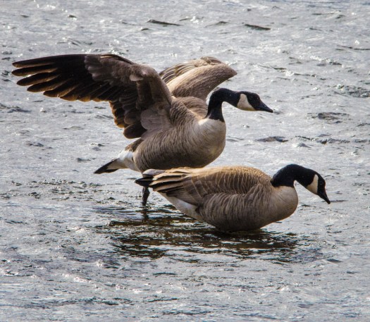 Canada Geese arguing