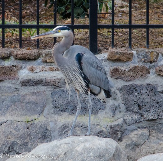 Great BlueHeron