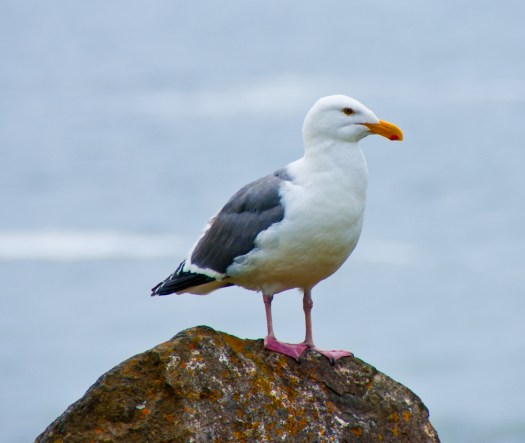 Seagull