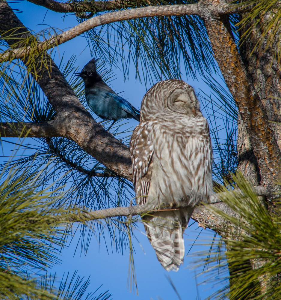 Barred Owl and Steller's Jay