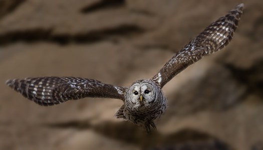 Barred Owl in Flight