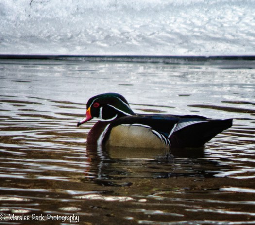 Wood Duck