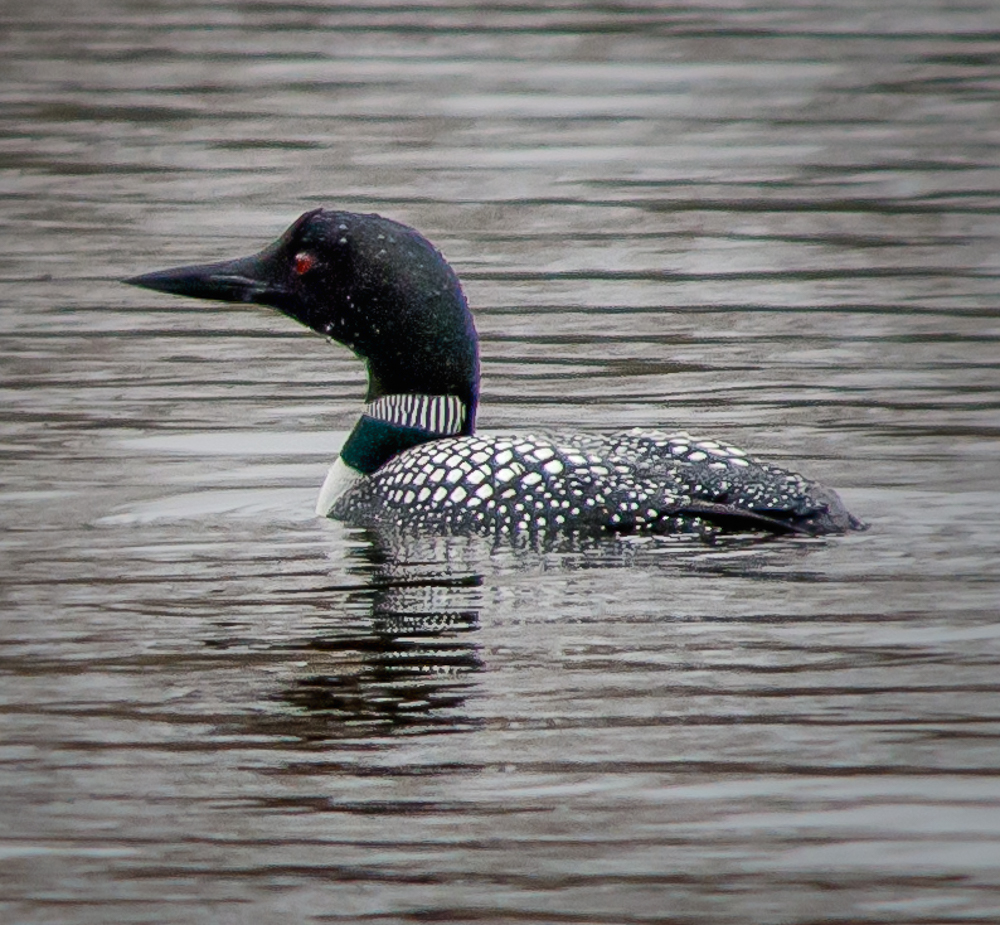 Loon