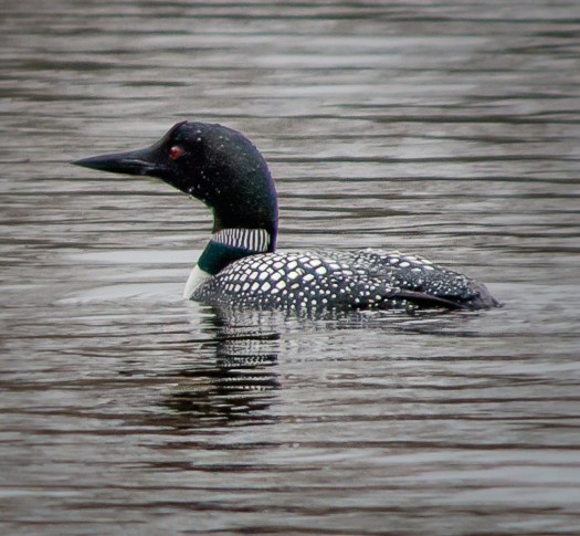 Loon