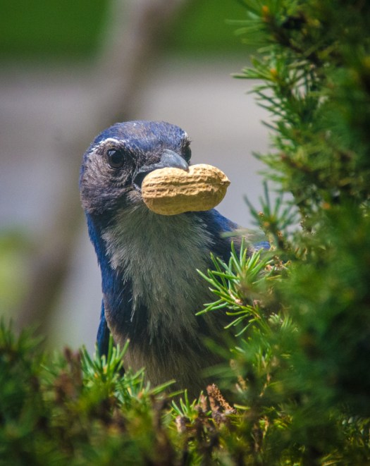 Scrub Jay stealing nuts