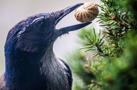 Scrub Jay stealing nuts