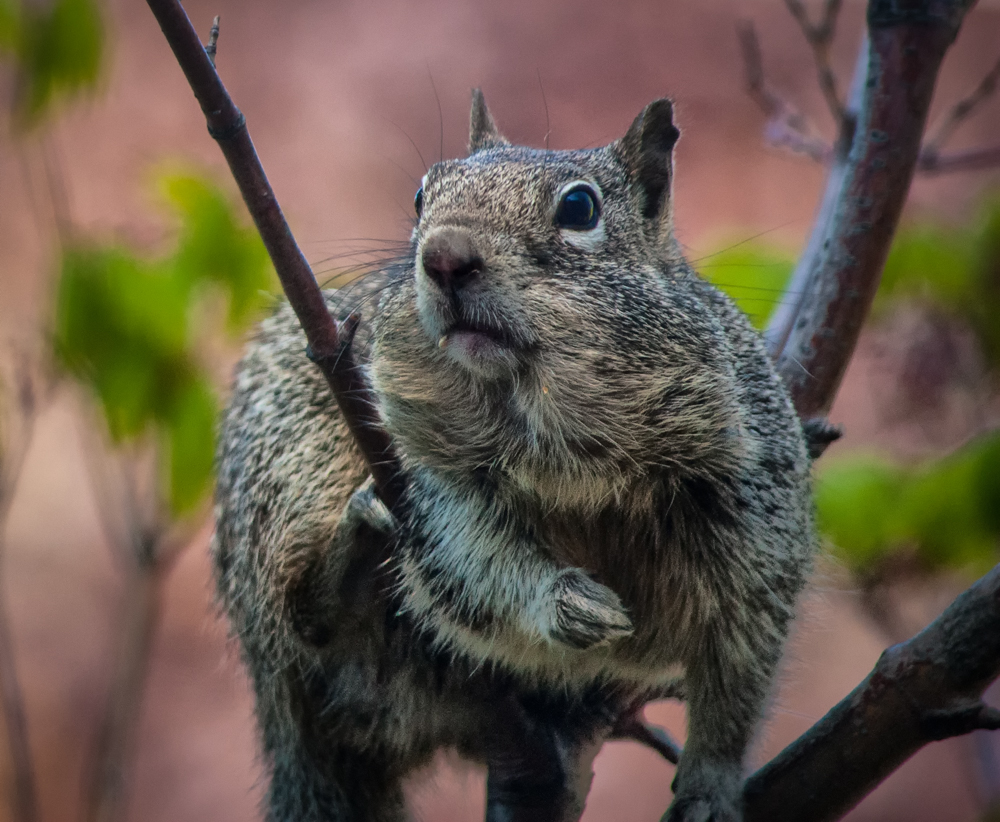 Squirrel