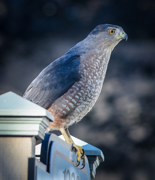 Cooper's Hawk