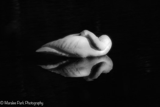 Swan
