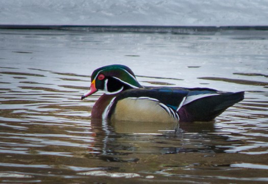Wood Duck