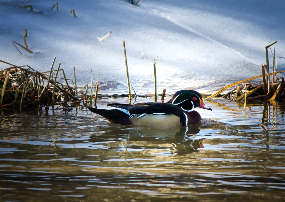 Wood Duck