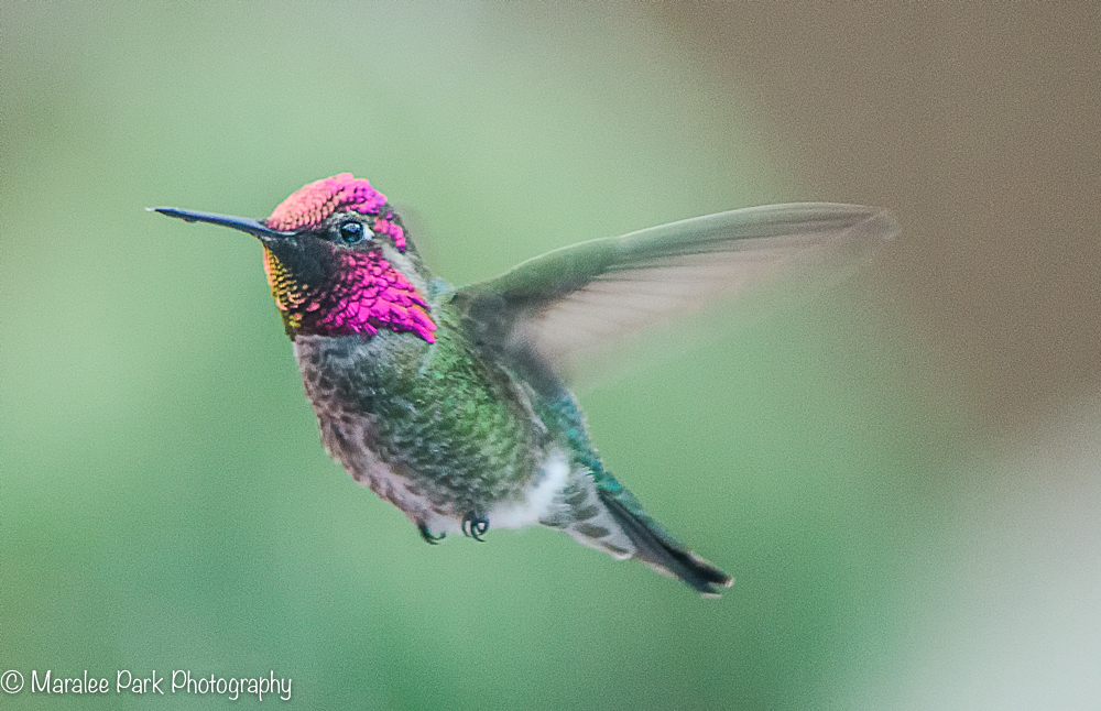 Hummingbird
