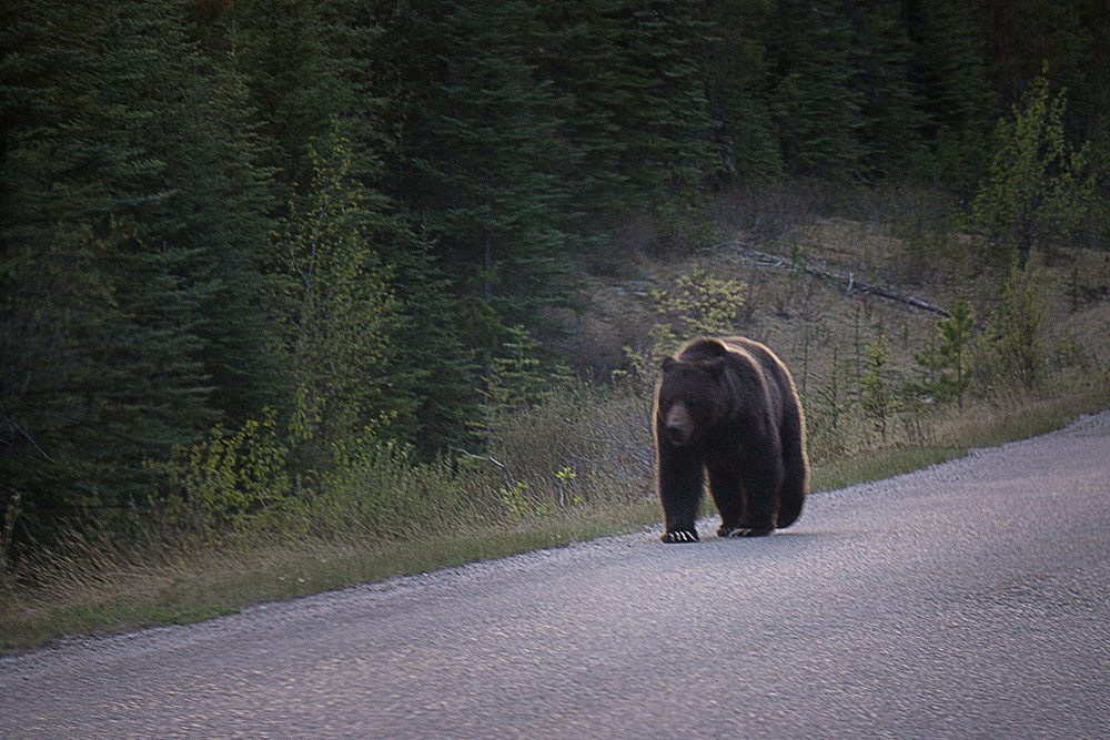 Grizzly walking up the road