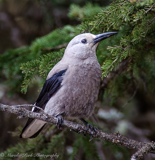 Clark's Nutcracker