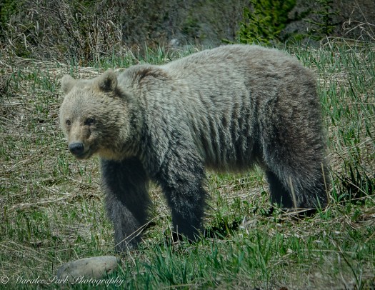 Grizzly Bear