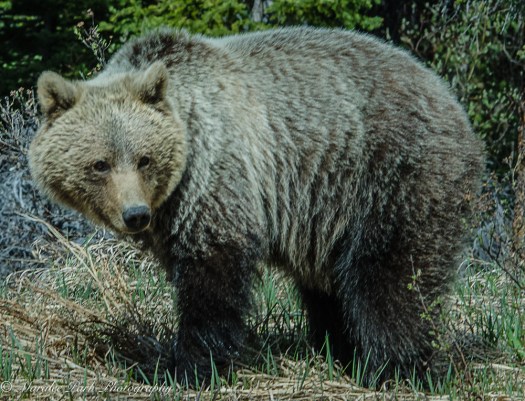 Grizzly Bear