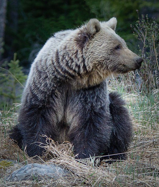 Grizzly Bear