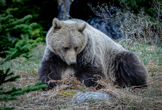 Grizzly Bear