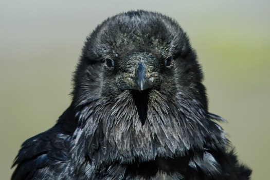 Raven