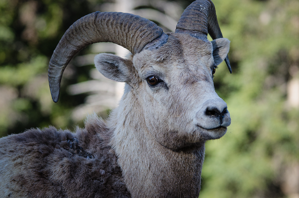 Mountain Sheep