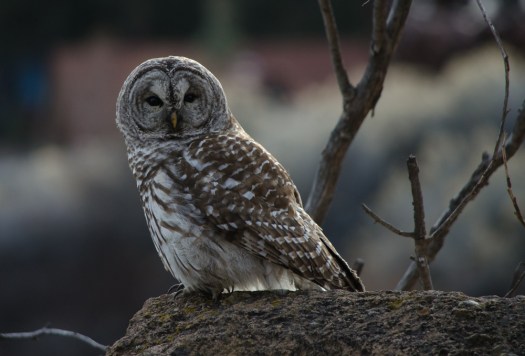 Barred Owl