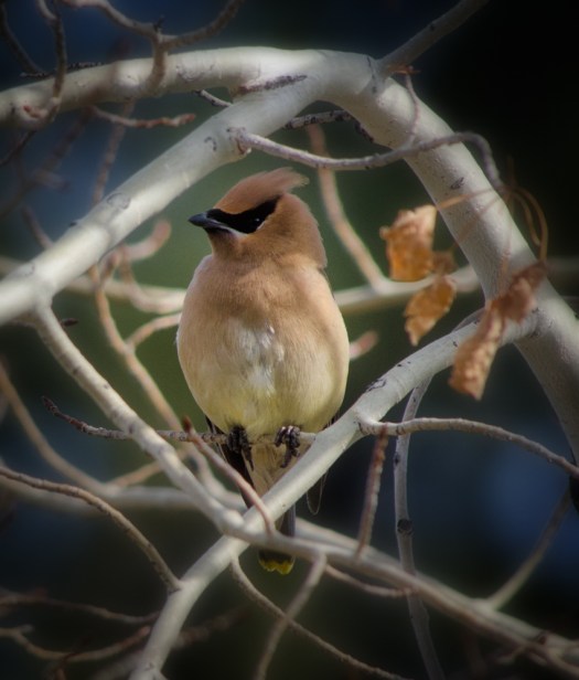 Cedar Waxwing