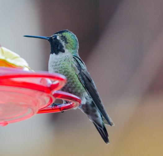 Hummingbird