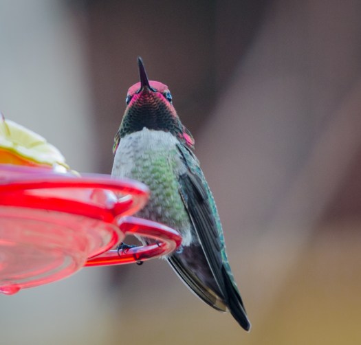 Hummingbird