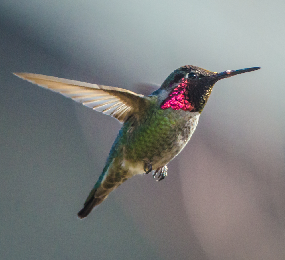 Hummingbird