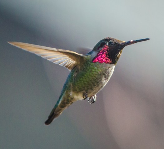 Hummingbird