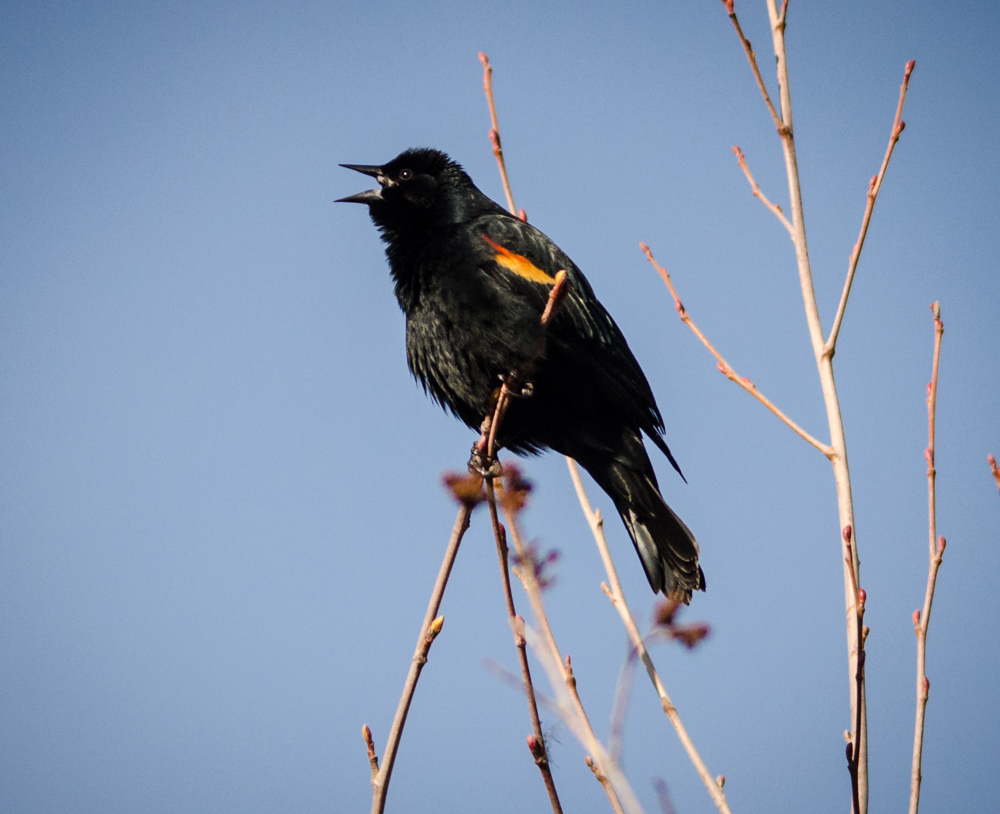 Red-Winged Blackbird