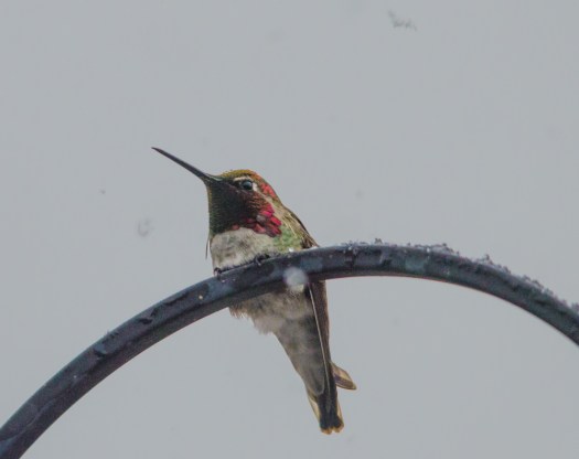 Hummingbird in the snow