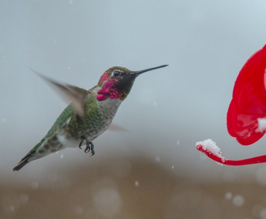 Hummingbird in the snow