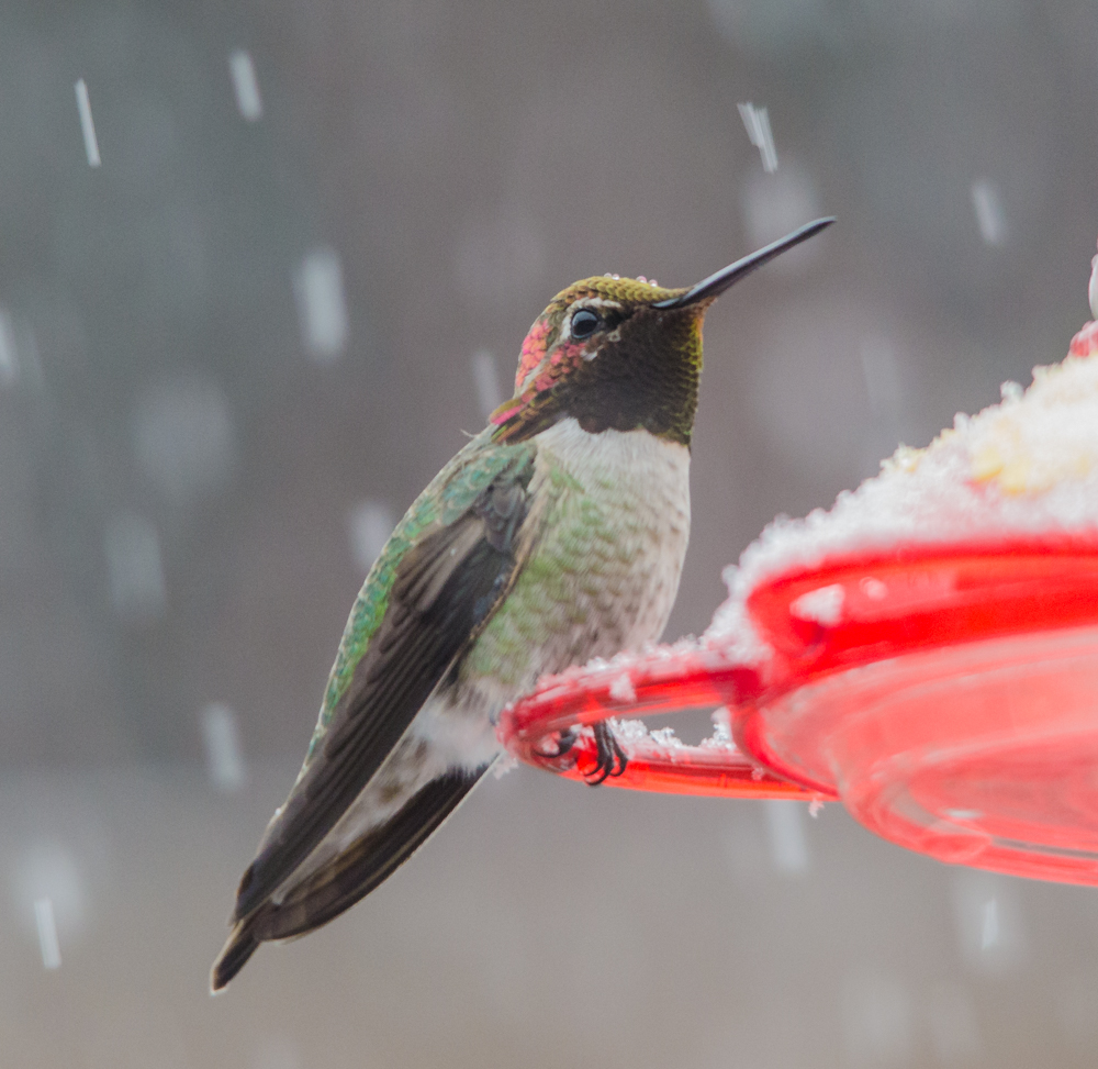 Hummingbird in the snow