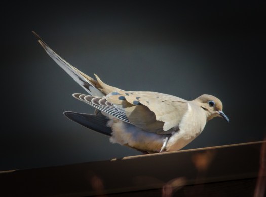 Mourning Dove