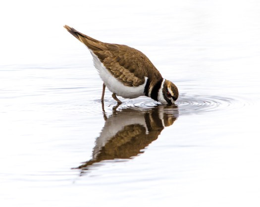 Killdeer Reflection