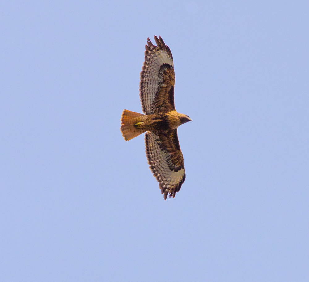 Red-Tailed Hawk