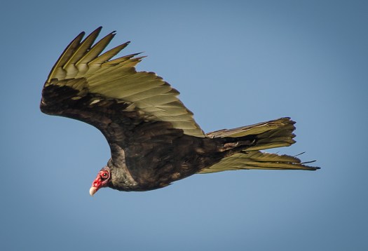 Turkey Vulture in flight