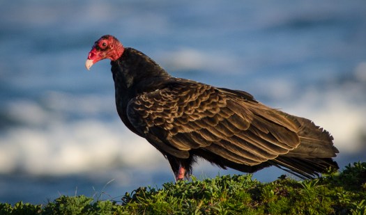 Turkey Vulture