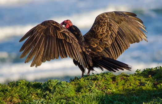 Turkey Vulture